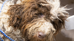  郑州不得开具增值税专用发票的七大类29种情形